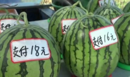 南京吃瓜协会官网入口,官方入口带你畅游美食瓜界