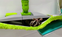 佳佳拖把吃瓜网,揭秘网红神器背后的秘密