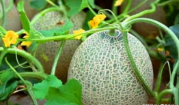 夸克黑料吃瓜网,吃瓜网揭秘娱乐圈幕后真相