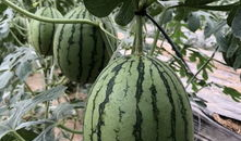 网红界的吃瓜,揭秘娱乐圈幕后真相