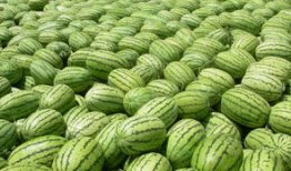 瓜网吃瓜入口,揭秘娱乐圈幕后真相